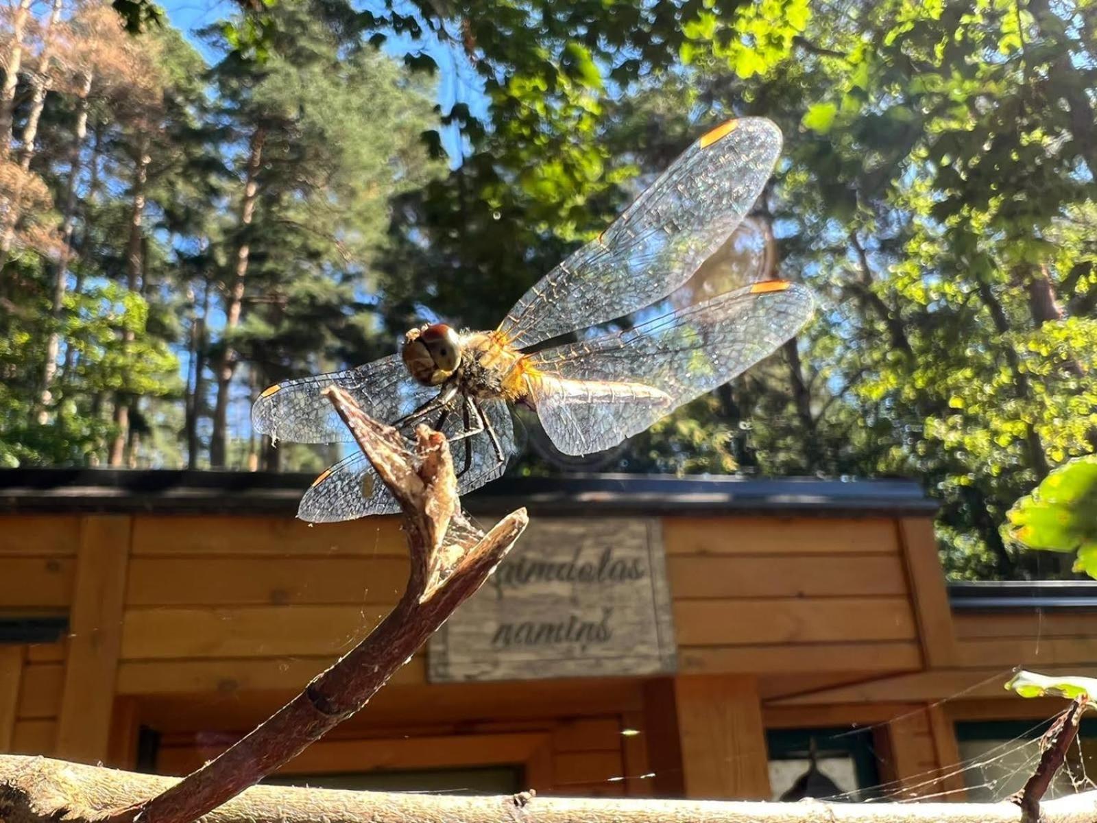 Kempings Ezerpriedes Burtnieki  Esterno foto